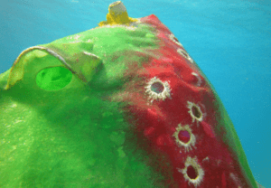 Underwater sculptures Carlos Pueyo Aquabitat 36