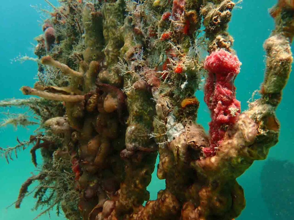 Underwater art Carlos Pueyo Aquabitat 22