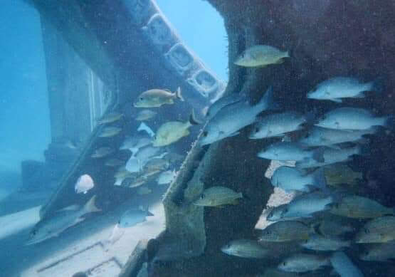 Artificial reef Carlos Pueyo Aquabitat 32