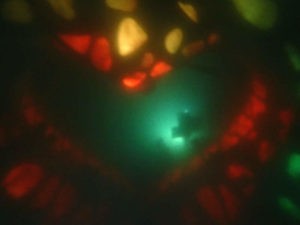 Underwater art Carlos Pueyo Aquabitat 3