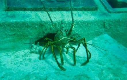 Artificial reef Carlos Pueyo Aquabitat 33