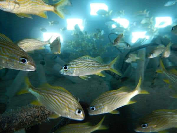 Artificial reef Carlos Pueyo Aquabitat 34