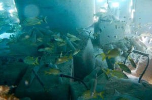 Artificial reef Carlos Pueyo Aquabitat 36