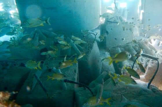 Artificial reef Carlos Pueyo Aquabitat 36